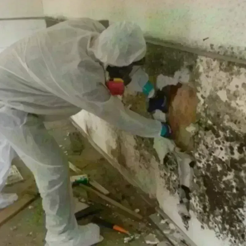 Mold Remediation and Removal in Canutillo, TX